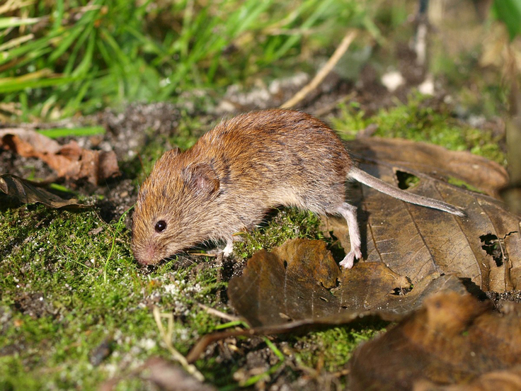 Die Rötelmaus, Clethrionomys glareolus, syn. Myodes glareolus