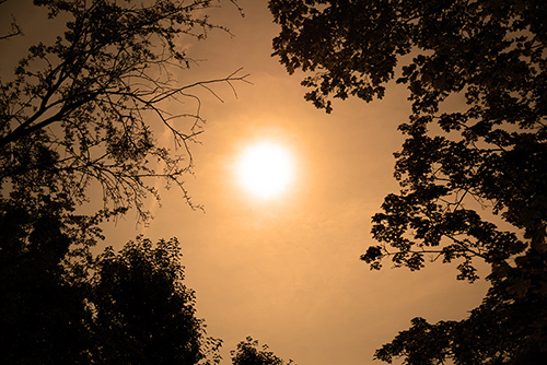 Sonne und Bäume