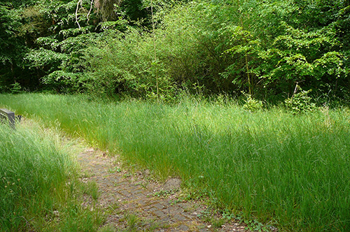 Weg durch Wildwiese am Waldrand