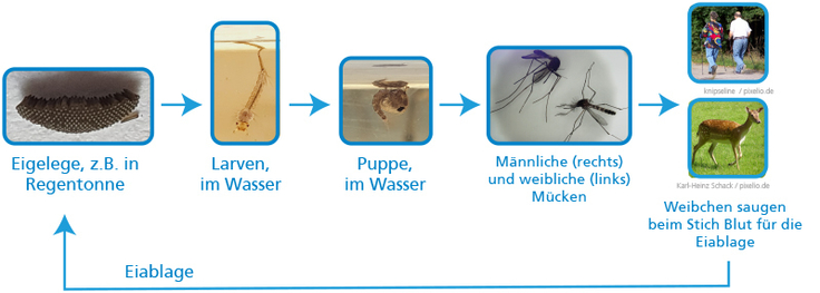 Entwicklungszyklus von Stechmücken