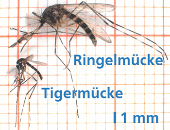 Größenvergleich einer Ringelmücke mit einer Tigermücke